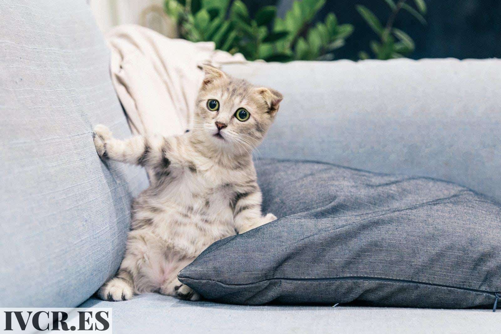 Cute Tabby Kitten on a Sofa