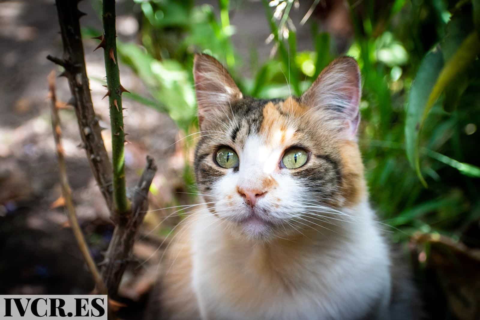 white and brown cat on brown tree branch