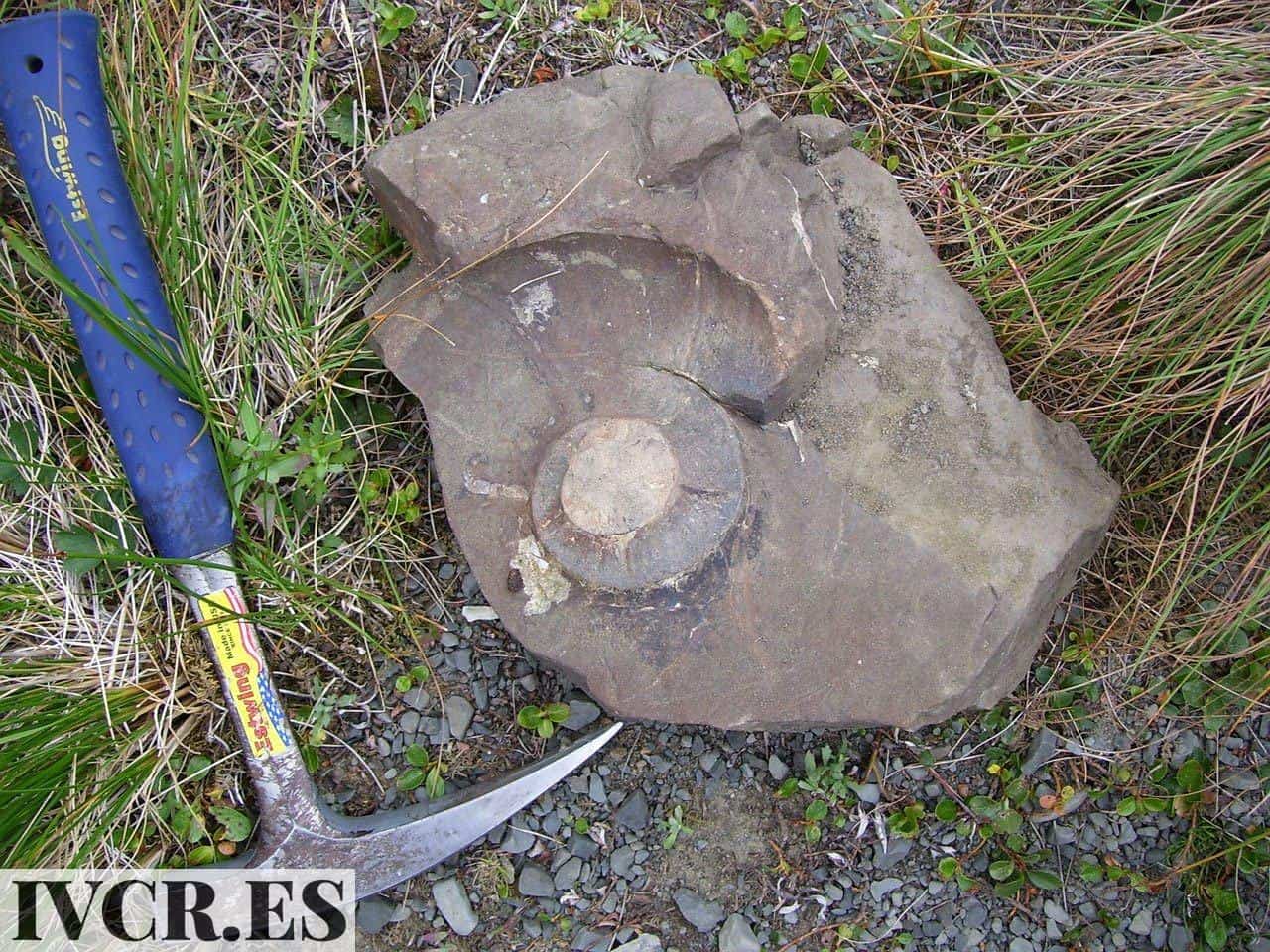 educación secundaria paleontología